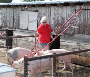 Alexandra Brooks, a student from Central City, Ky., hoses out the pig corrals on the afternoon of April 14.