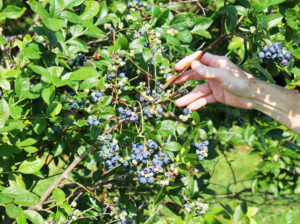 The first blueberries ripened for picking the second week of June.