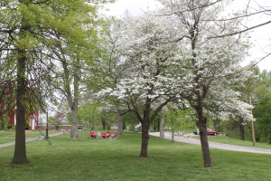 The beauty of the trees in spring provides a peaceful setting for the Chix with Stix knitting retreat.