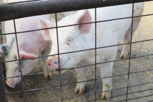 These pigs were raised at the Mount by OCTC students, gaining about 100 pounds until they were processed and sold for their meat.