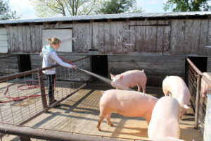 Emma Thrasher, 20, hoses out a pig stall on April 30, drawing the curiosity of one of the pigs.
