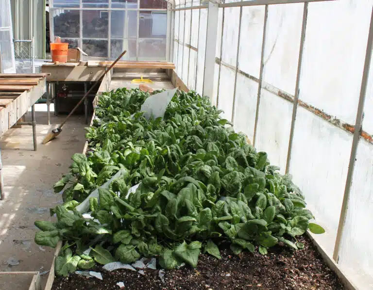 Spinach that was started in the greenhouse is interspersed with glass blown from the windows. Spinach that was started in the greenhouse is interspersed with glass blown from the windows.