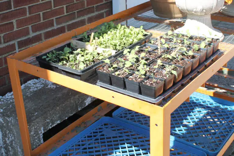 Cabbage and kohlrabi plants that were being started in the greenhouse were taken outside on March 17, with temperatures in the 50s. Cabbage and kohlrabi plants that were being started in the greenhouse were taken outside on March 17, with temperatures in the 50s.