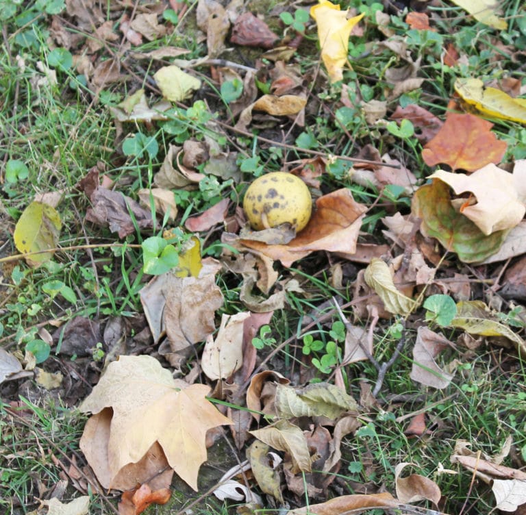 A stray walnut rests among the leaves in the Mount park. The nuts quickly dull the mowing blades that maintenance workers use.