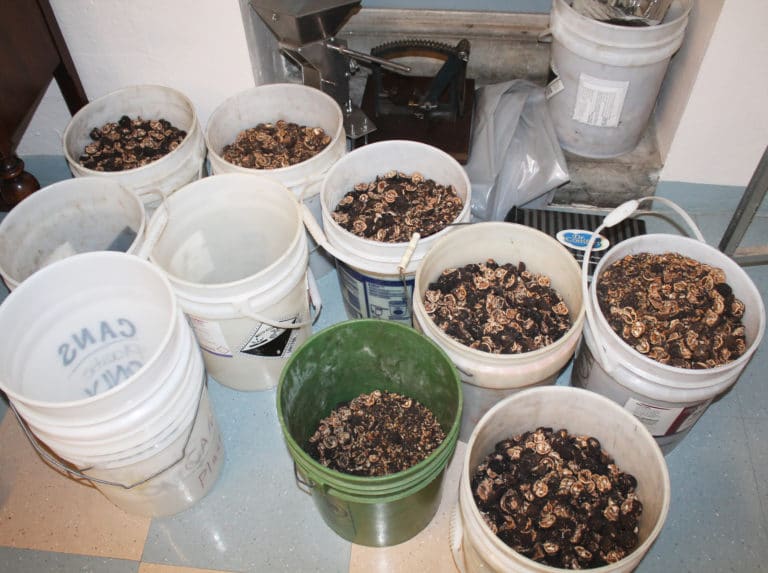 These buckets in the small dining room are filled with black walnuts that have been cut using a chopper (upper left.)