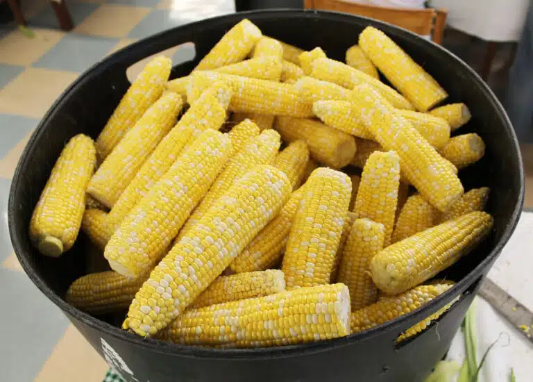 It was a sea of yellow throughout the small dining room when the corn was all shucked. It was a sea of yellow throughout the small dining room when the corn was all shucked.