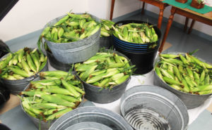 The farm staff picked corn on July 13 and again on the morning of July 16. These are just some of the pans that were still in need of shucking after an hour.