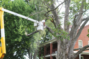 Workers with Prudens Tree Service used a bucket truck to take down the Gossip Tree limb by limb.