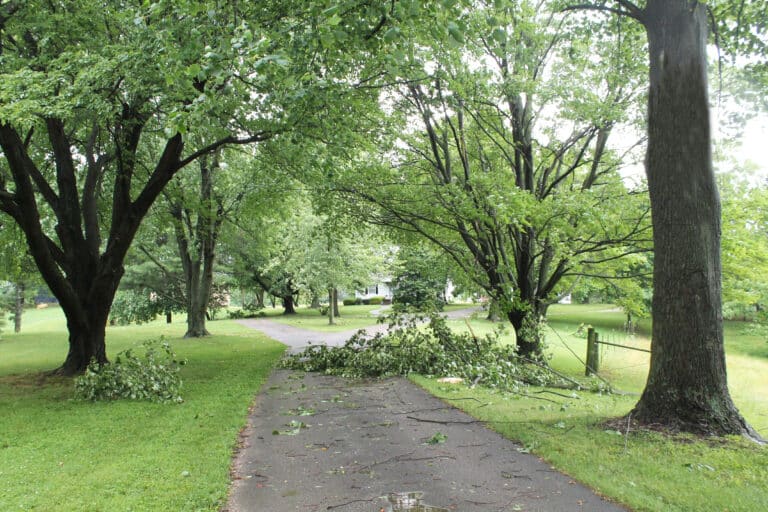 The road through the Mount park was blocked by this limb.