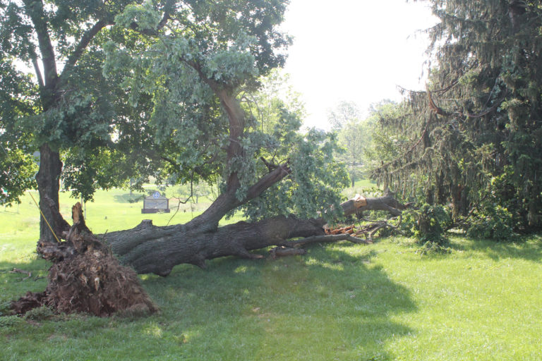 This maple tree on the front of the Maple Mount campus along Kentucky 56 also fell during the storm.