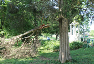 The cedar tree to the east of the Our Lady of Prompt Succor statue lost this major limb.