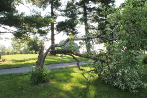 This apple tree to the west of the cemetery was destroyed in the storm.