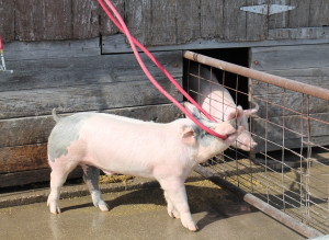 To prove John Robert Murphy’s point that pigs “will bite anything,” this porker tries to snack on the water hose.