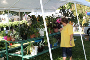A volunteer in the Plant booth looks over some of the plants that are for sale.