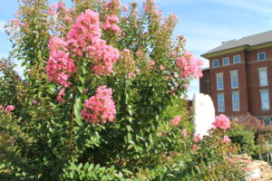 Summer blooms at the Mount 2016